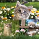Sweet Kittens Animated Wallpaper freeware screenshot