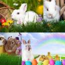 Easter Bunny Animated Wallpaper freeware screenshot
