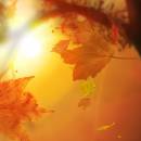 Leaf Fall Animated Wallpaper freeware screenshot
